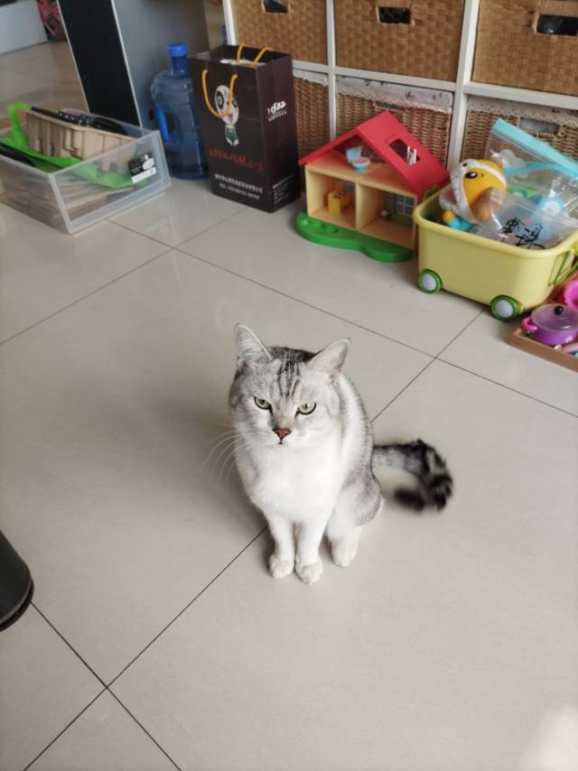 宠物头像
