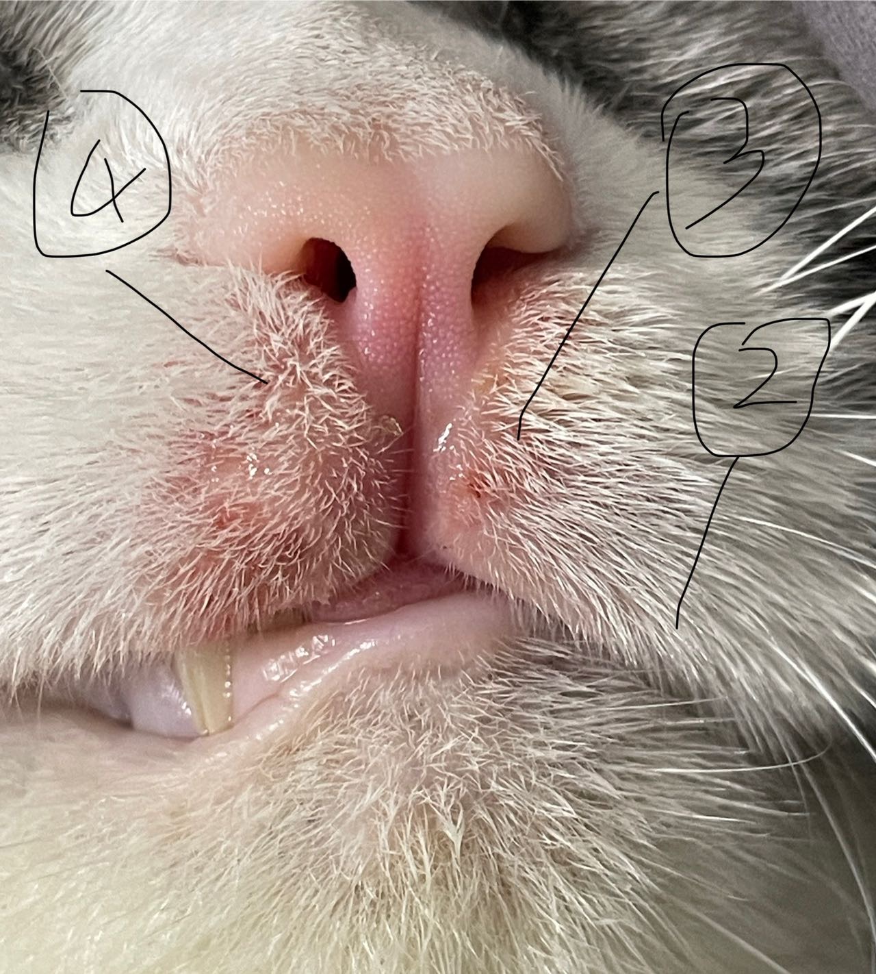 症状描述图片
