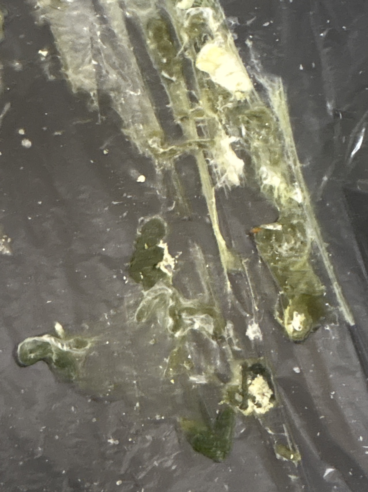 症状描述图片