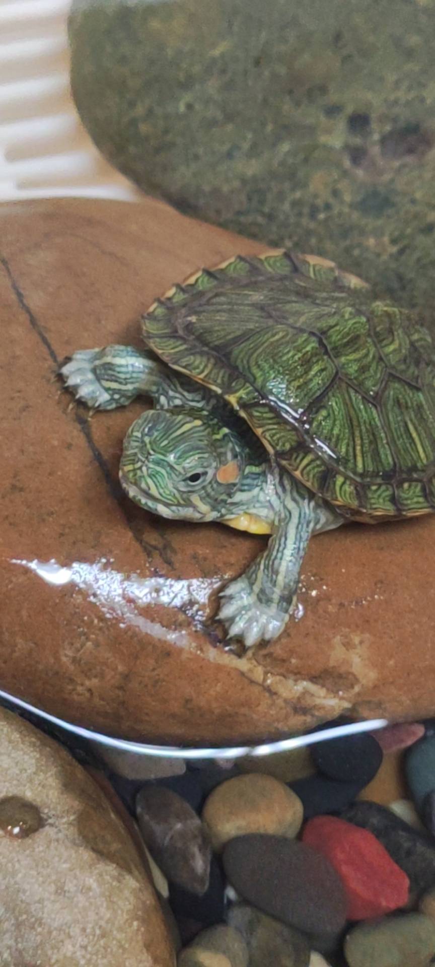症状描述图片