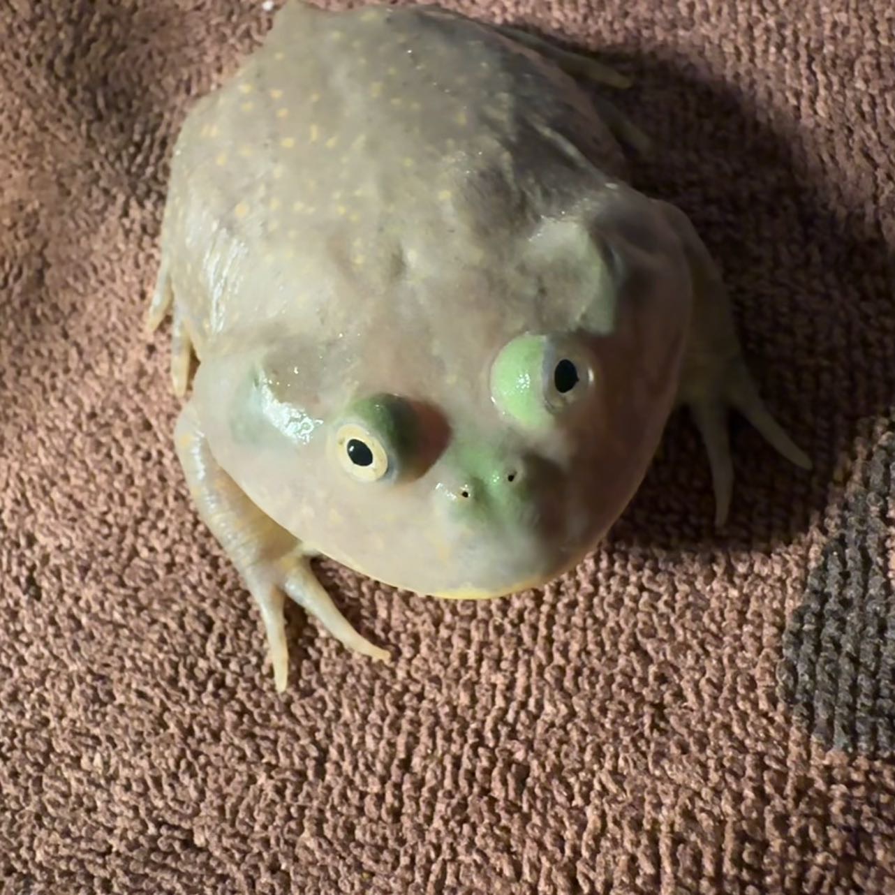 宠物头像