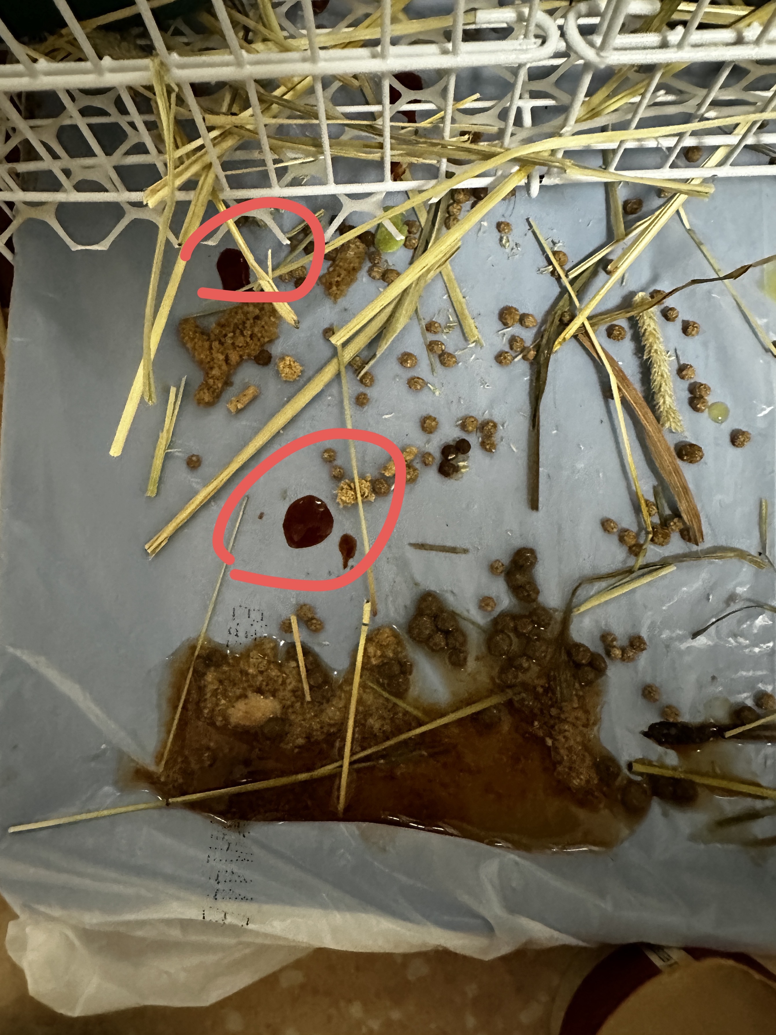症状描述图片
