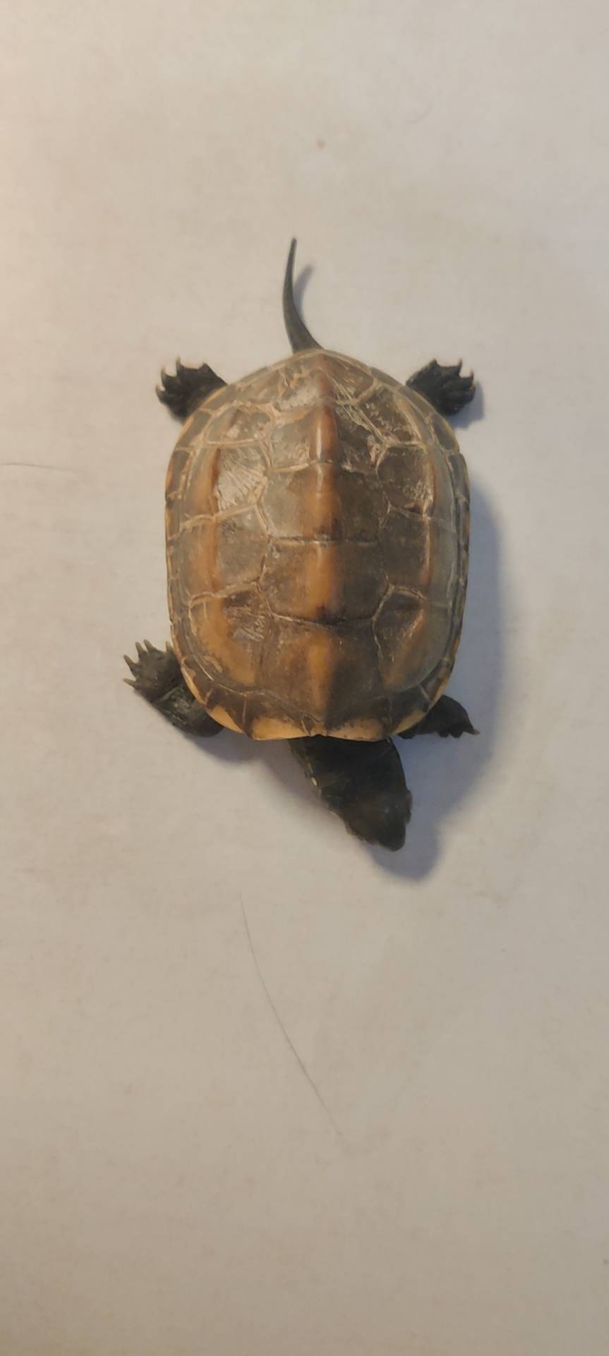 症状描述图片