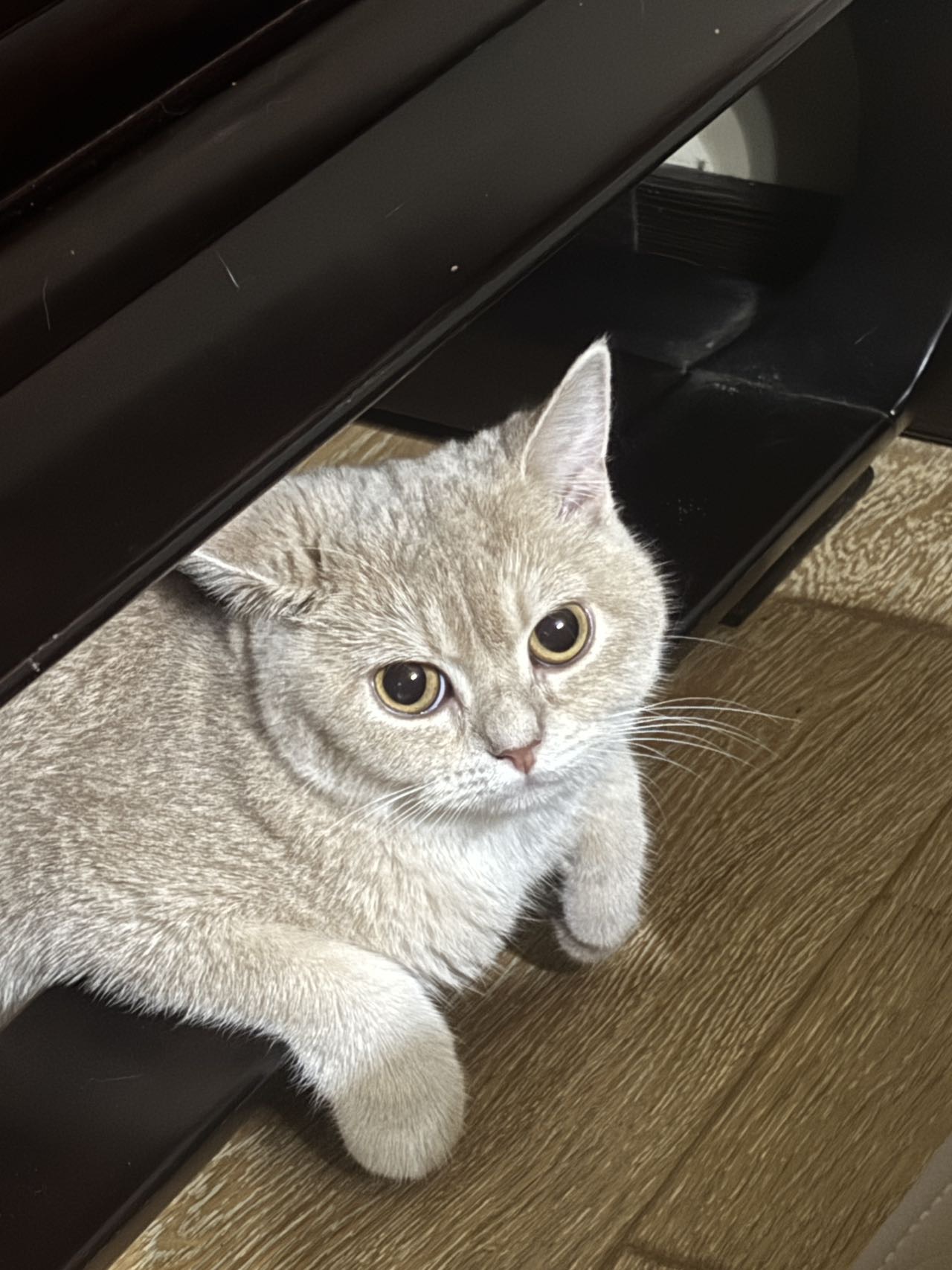 宠物头像