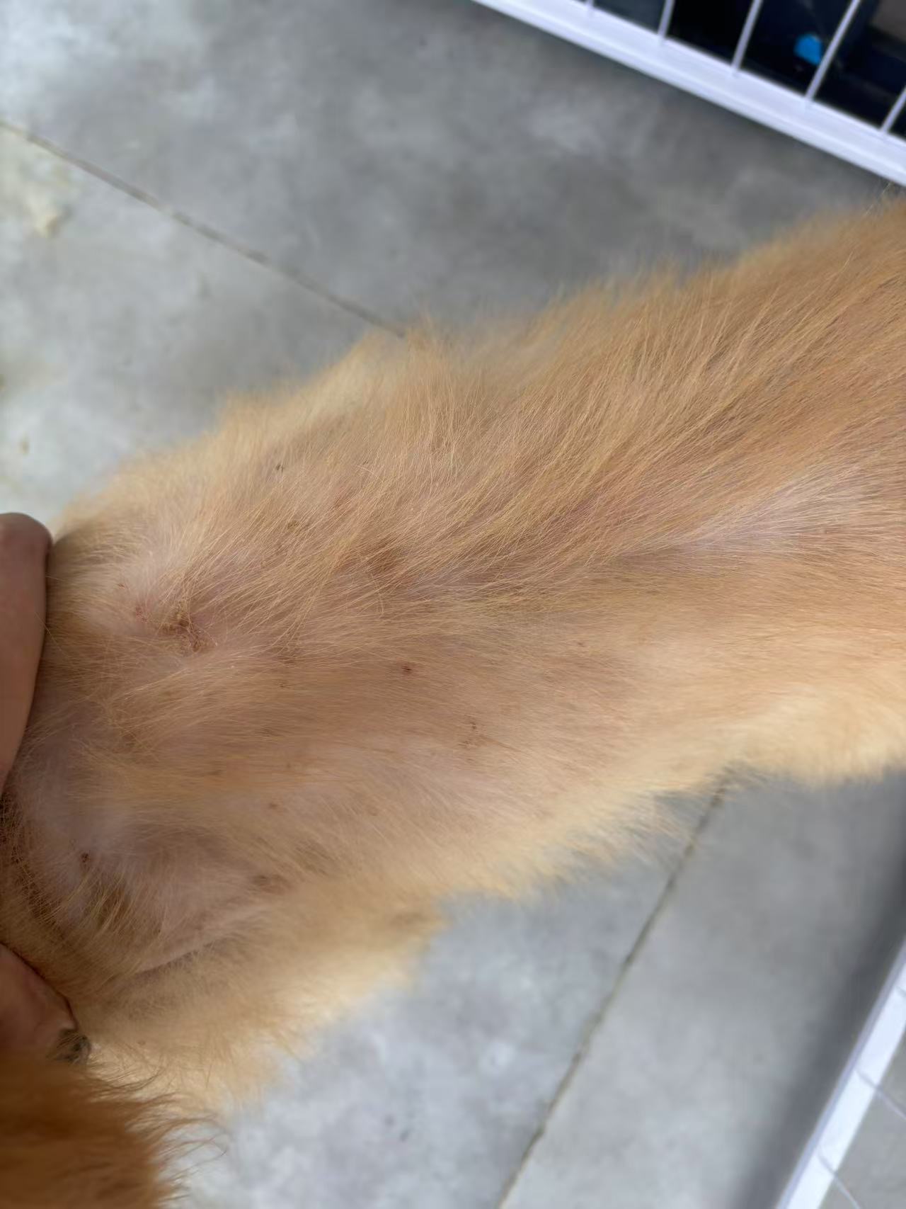 症状描述图片